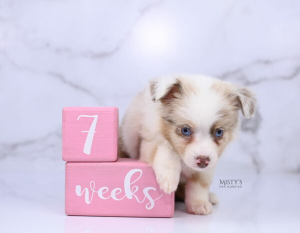 Mini / Toy Australian Shepherd Red Merle Puppy Blooma - 7 Weeks