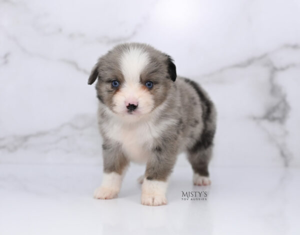 Mini / Toy Australian Shepherd Puppy Odin