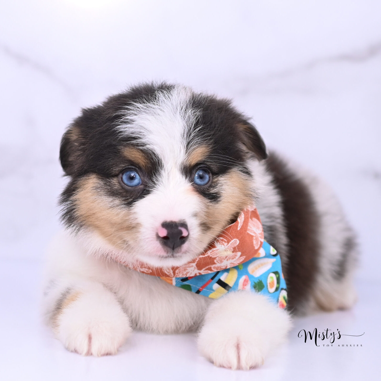 Australian Shepherd Puppies Beau 6 Weeks35