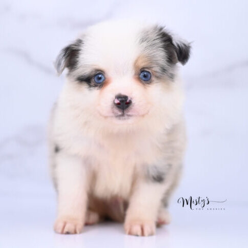 Australian Shepherd Puppies Blufrost 6 Weeks92