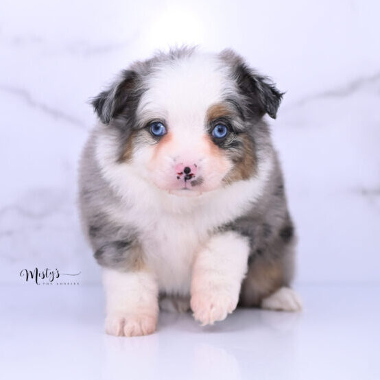 Australian Shepherd Puppies Caspian 6 Weeks23
