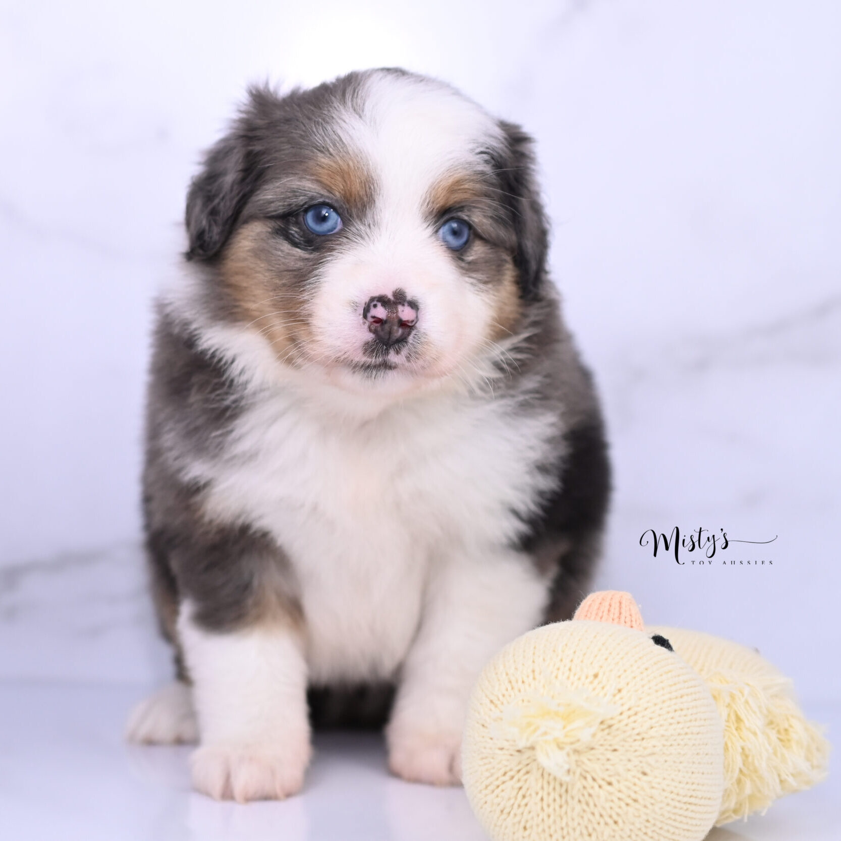 Australian Shepherd Puppies Delphie 6 Weeks77
