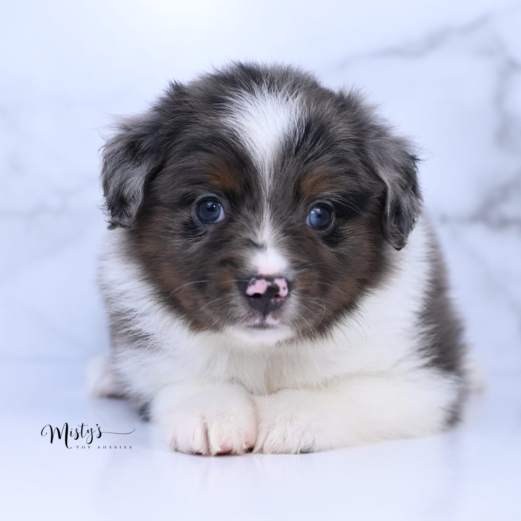 Australian Shepherd Puppies Elska 6 Weeks46