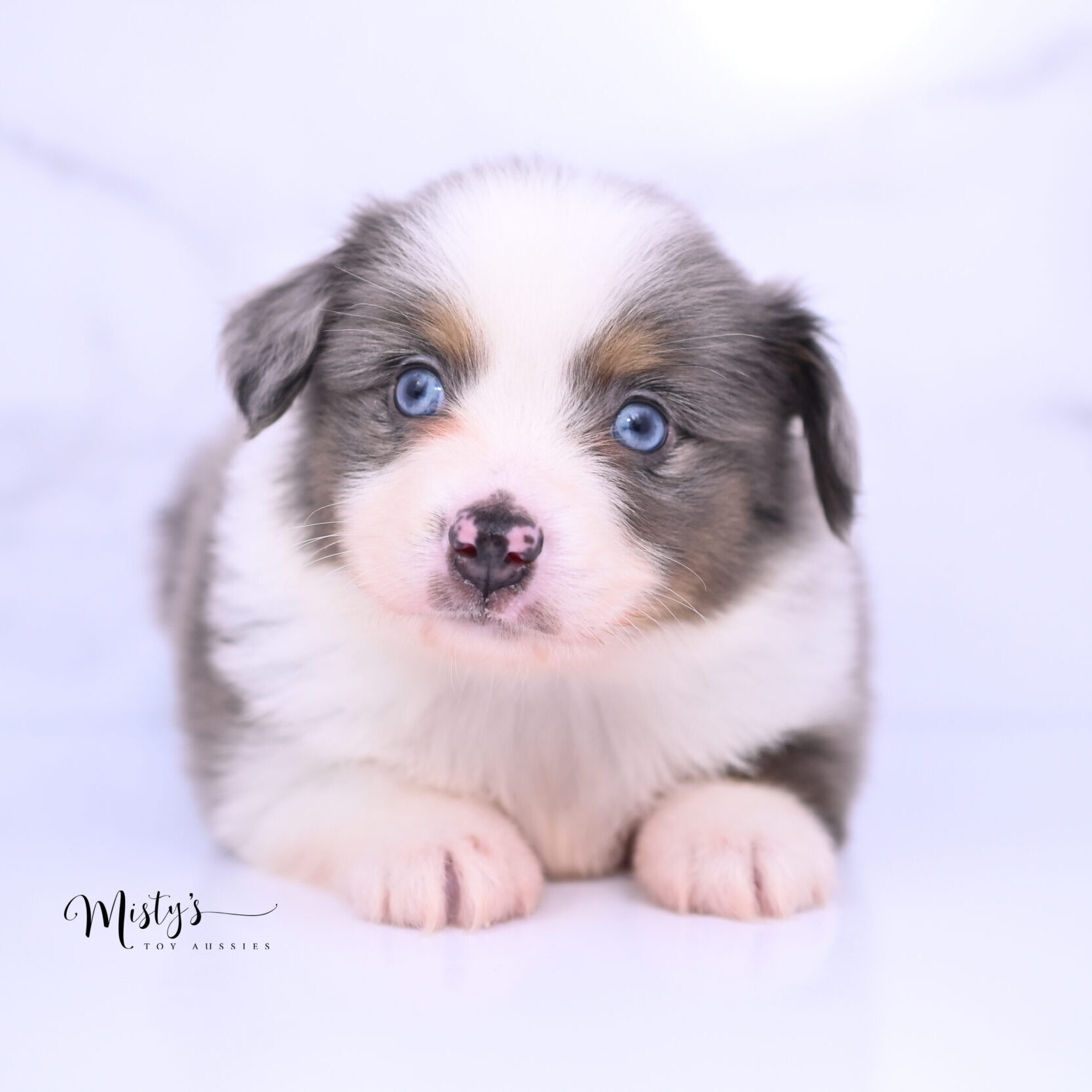 Australian Shepherd Puppies Finnian 6 Weeks51