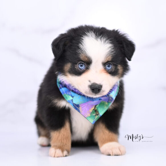 Australian Shepherd Puppies Huey 6 Weeks81