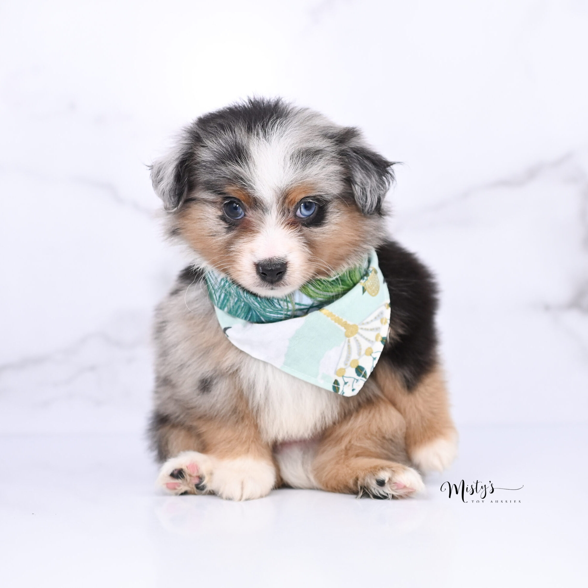 Australian Shepherd Puppies Kabob 6 Weeks12