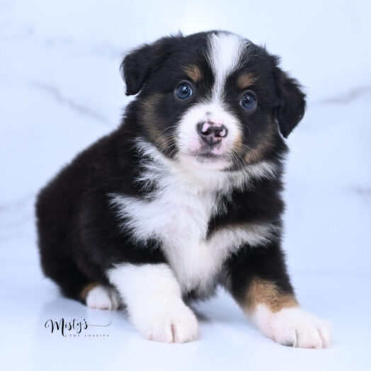 Australian Shepherd Puppies Kipper 6 Weeks00