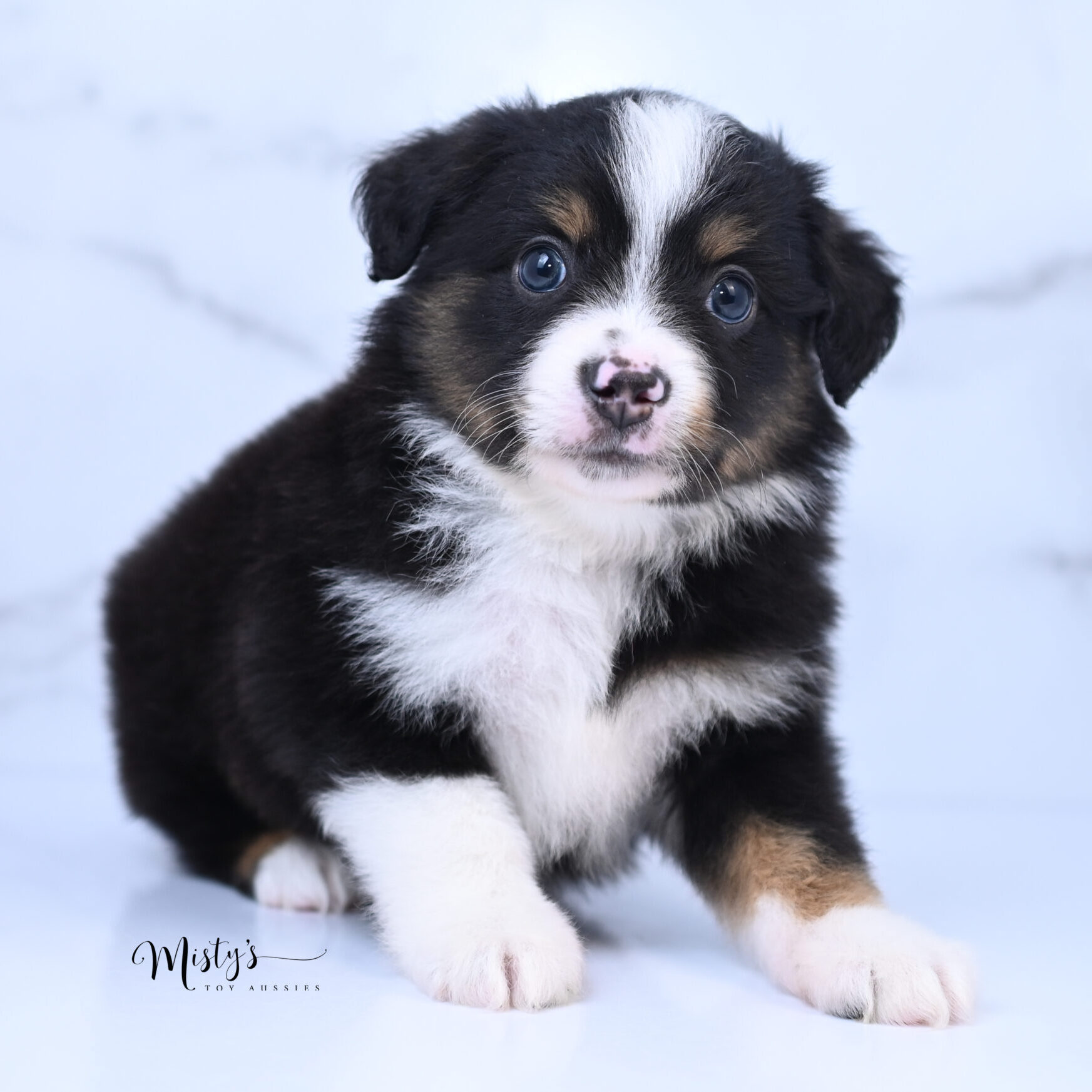 Australian Shepherd Puppies Kipper 6 Weeks00