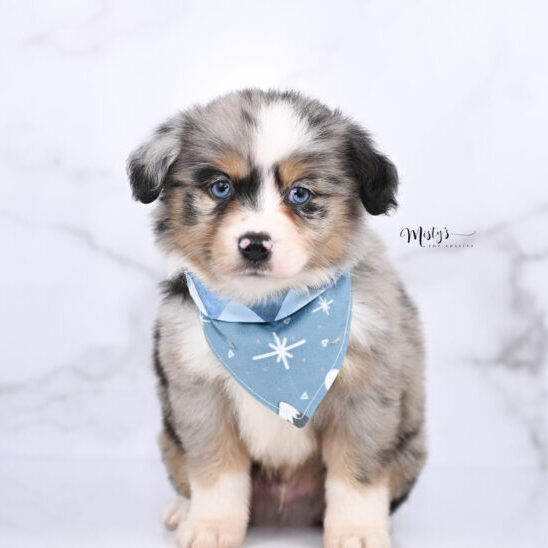 Australian Shepherd Puppies Knox 6 Weeks96