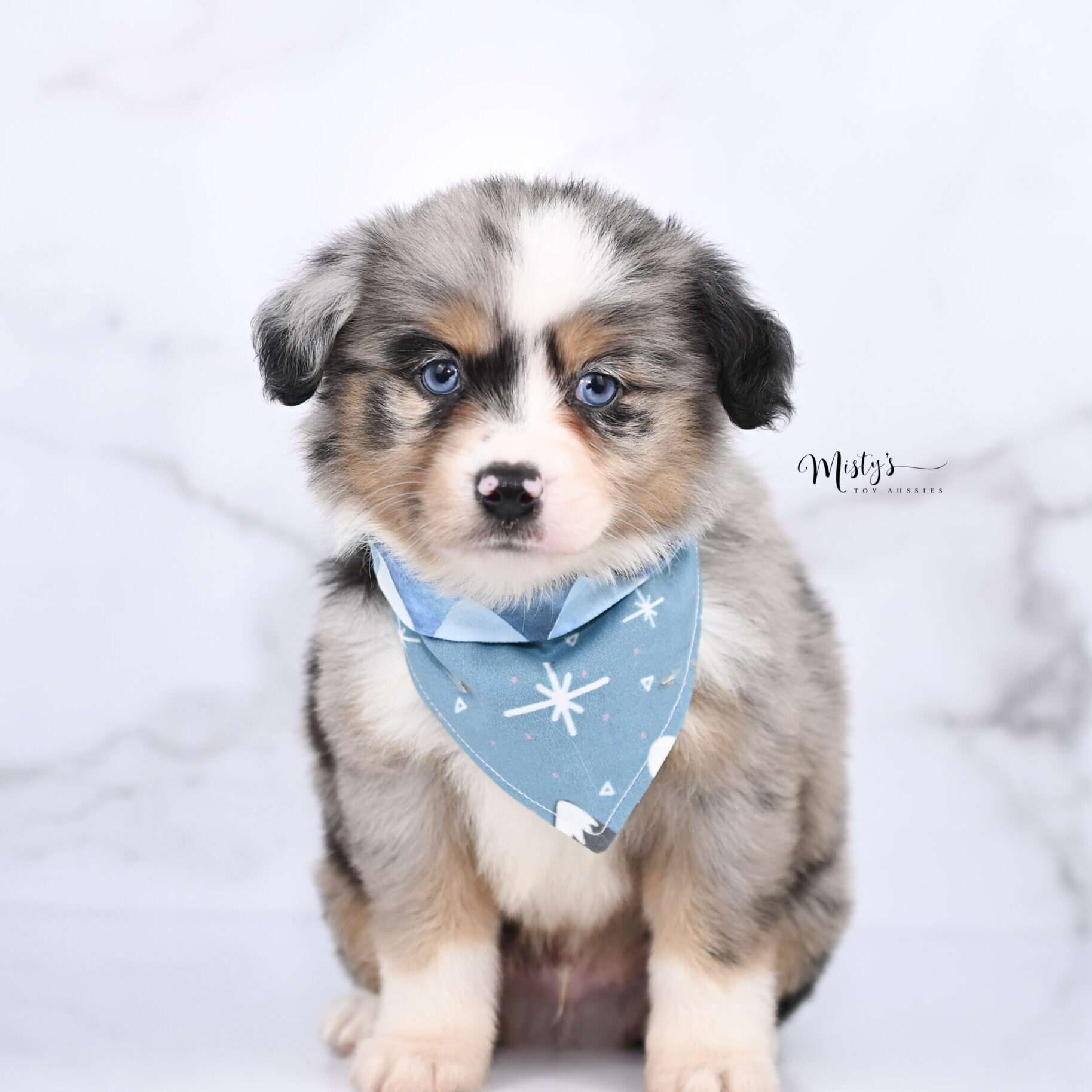 Australian Shepherd Puppies Knox 6 Weeks96