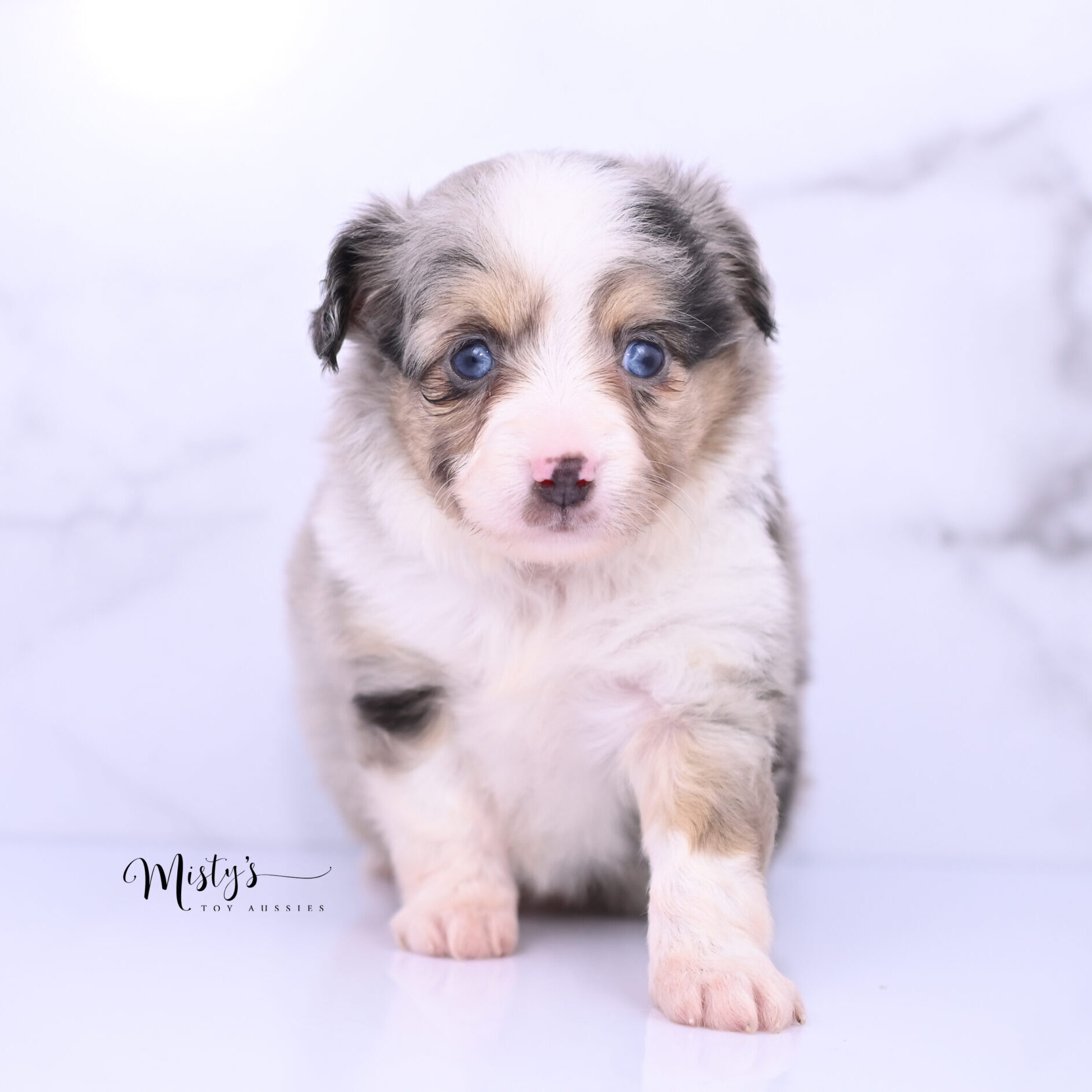Australian Shepherd Puppies Luna Blue 6 Weeks33