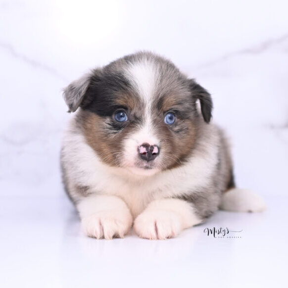 Australian Shepherd Puppies Merlie 6 Weeks70