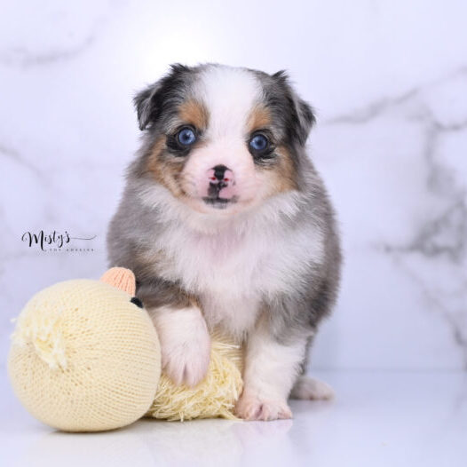 Australian Shepherd Puppies Oona 6 Weeks16