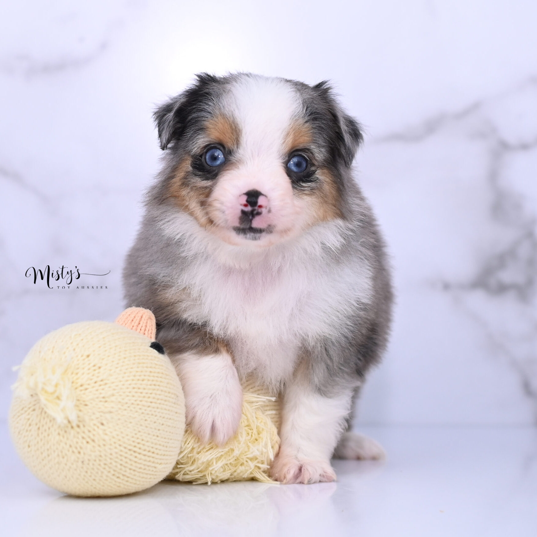 Australian Shepherd Puppies Oona 6 Weeks16
