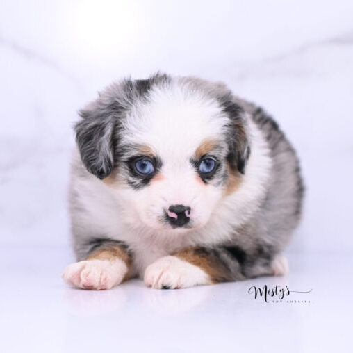 Australian Shepherd Puppies Revel 6 Weeks48