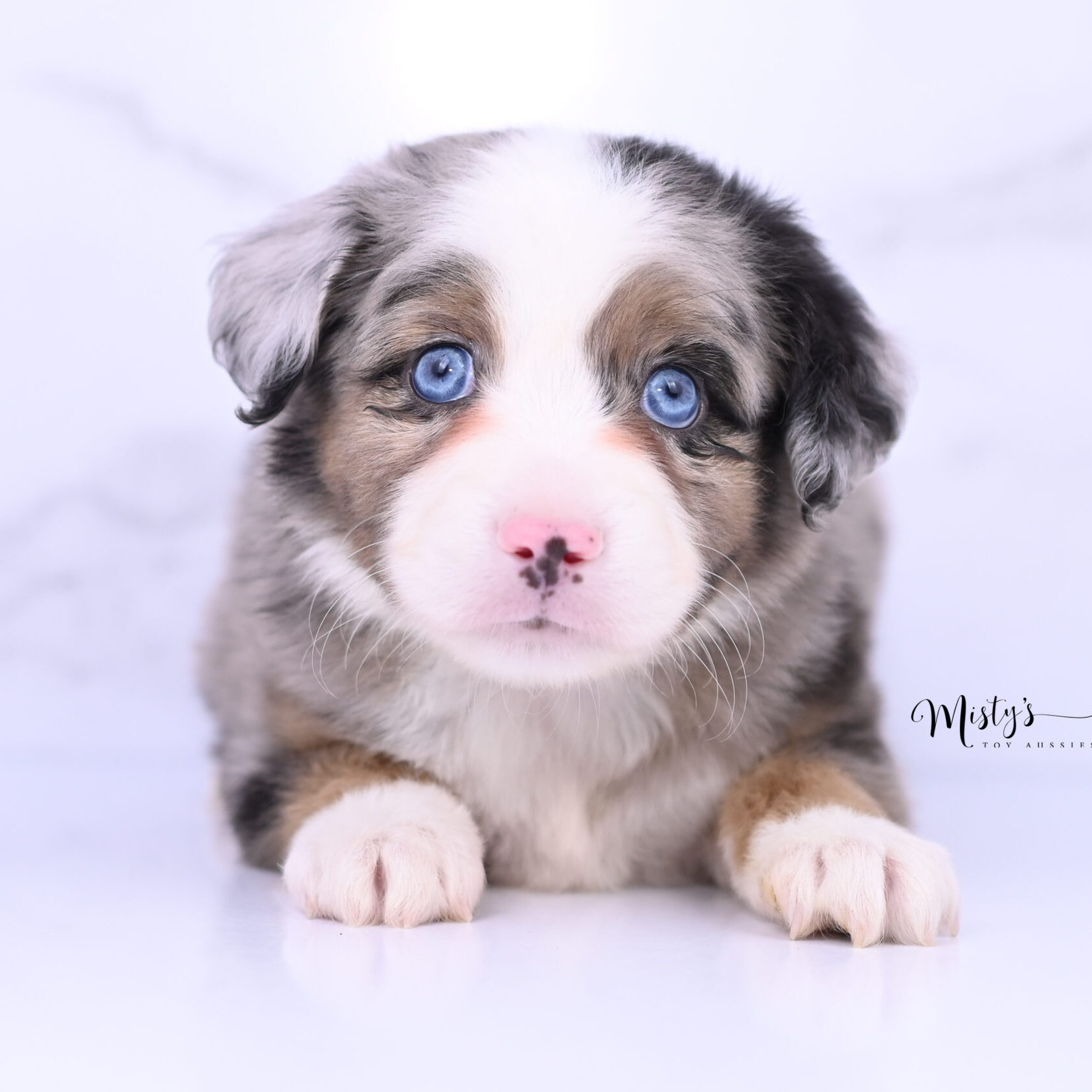 Australian Shepherd Puppies Roadster 6 Weeks73