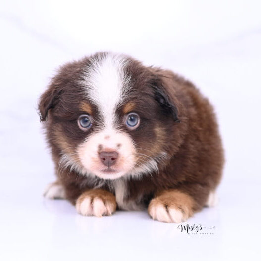 Australian Shepherd Puppies Rory 6 Weeks11