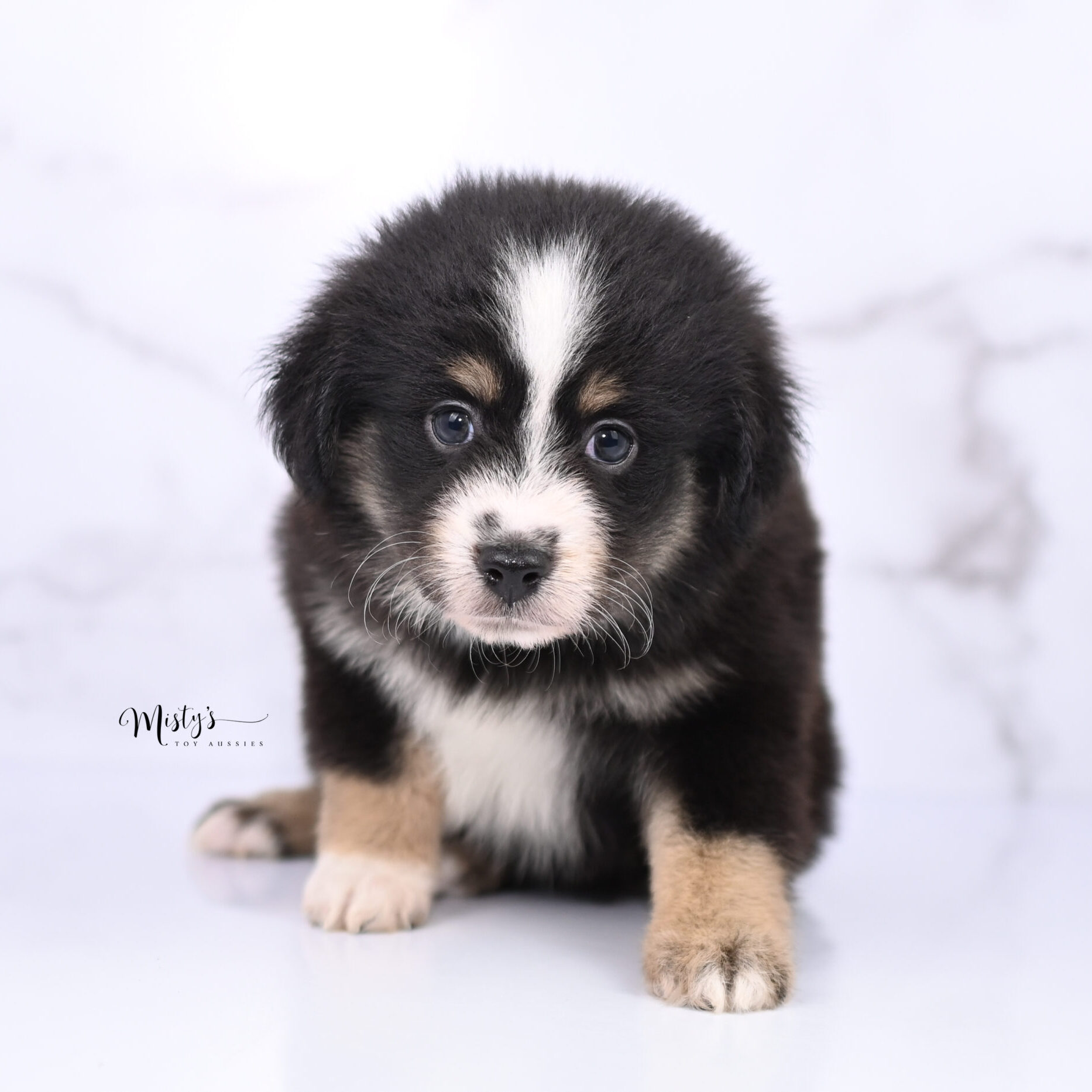 Australian Shepherd Puppies Scottie 6 Weeks99