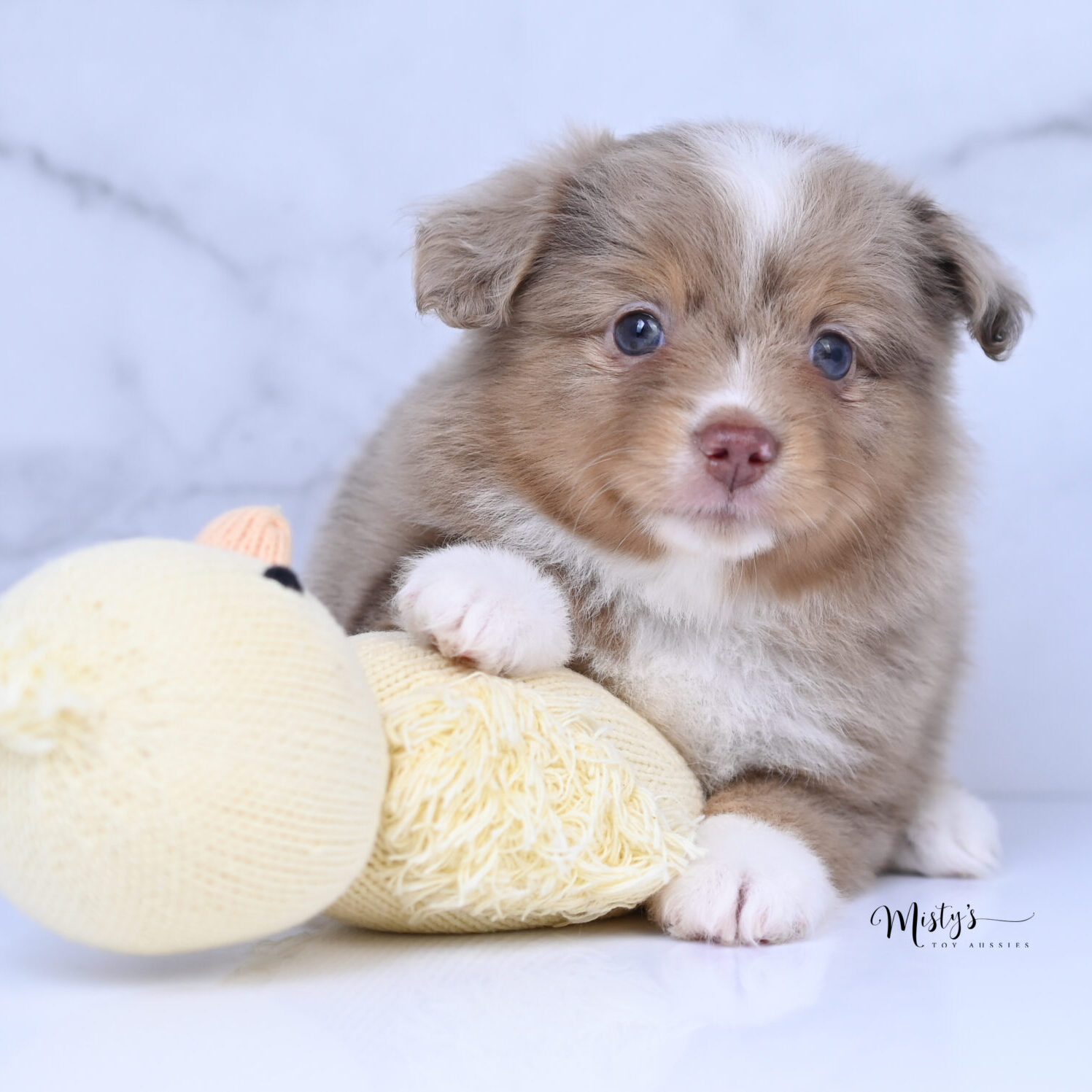 Australian Shepherd Puppies Thistle 6 Weeks45