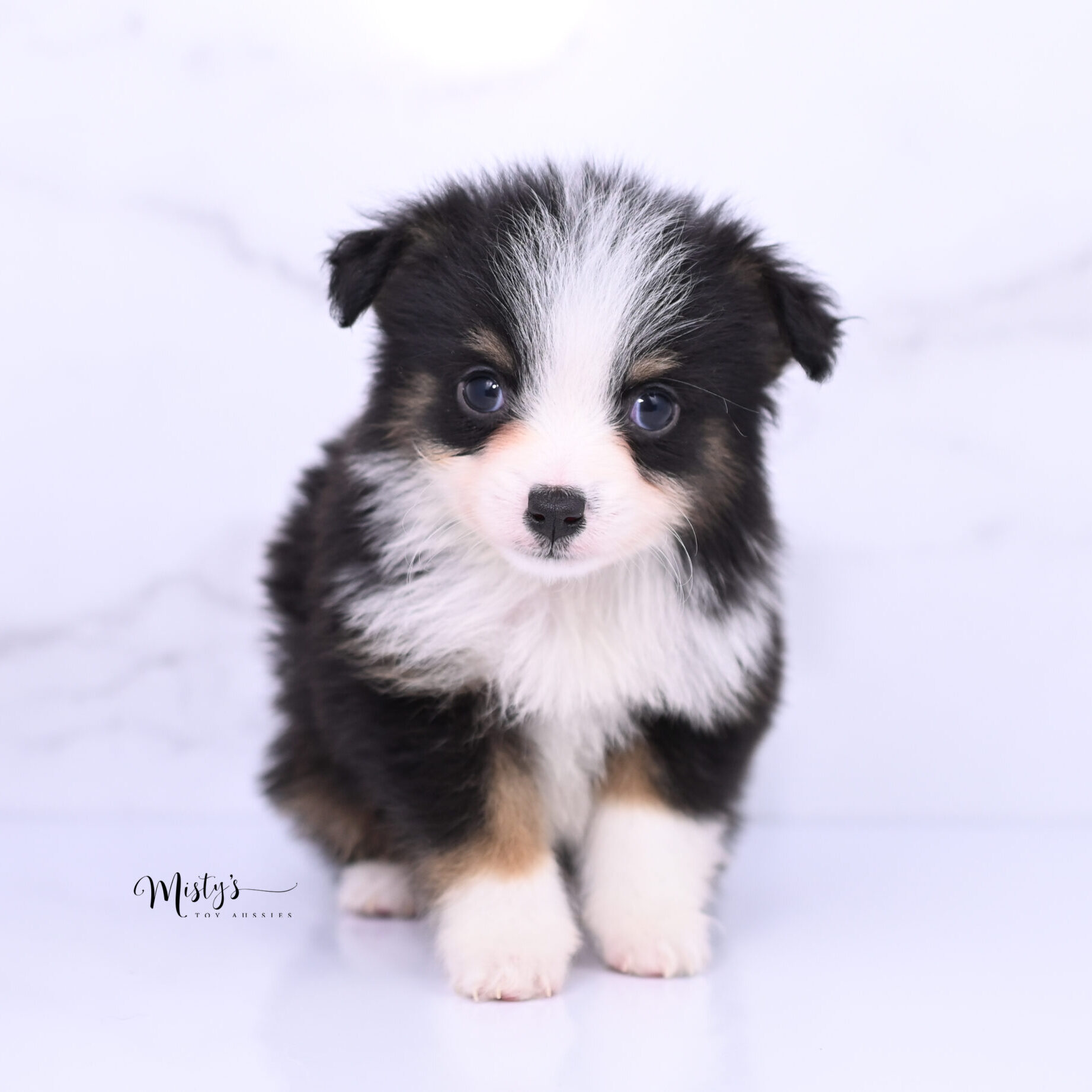 Australian Shepherd Puppies Tulip 6 Weeks49