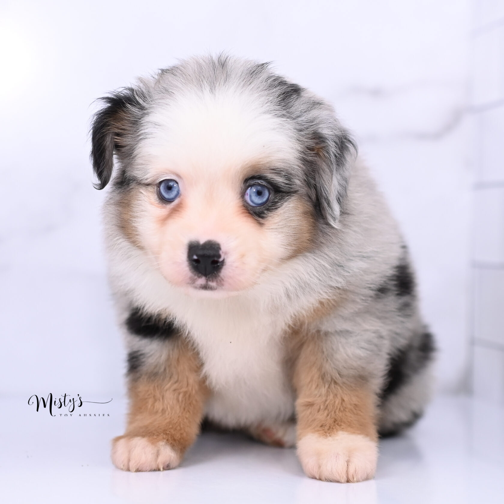 Australian Shepherd Puppies Wynnie 6 Weeks00