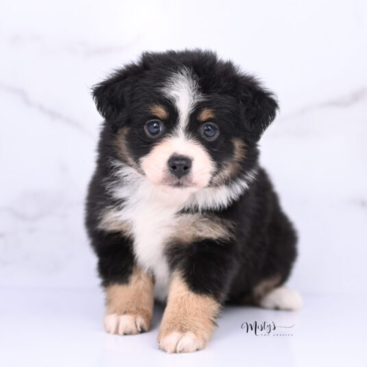 Toy Australian Shepherd Puppies Benny 6 Weeks20