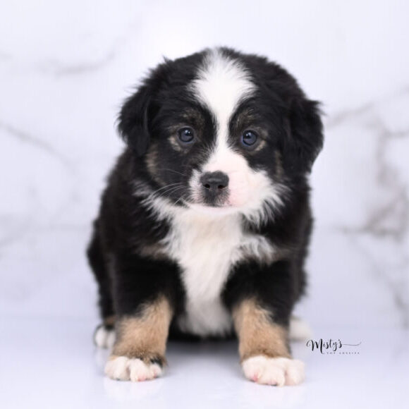 Toy Australian Shepherd Puppies Bovie 6 Weeks97