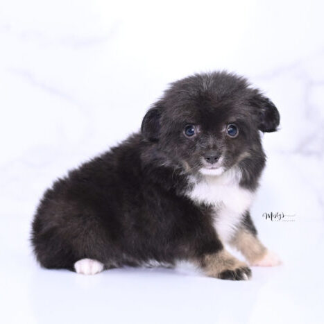 Mistys Toy Aussies Puppies Nibbles 7 Weeks26