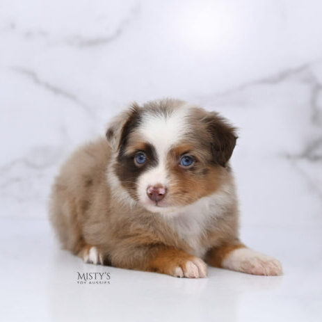 Mini / Toy Australian Shepherd Red Merle Puppy Atomic
