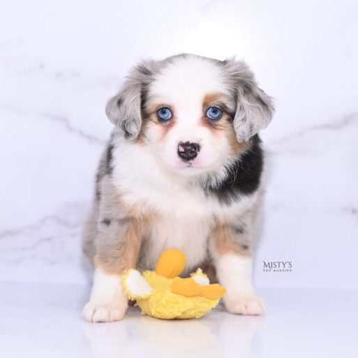 Mini / Toy Australian Shepherd Puppy Babka