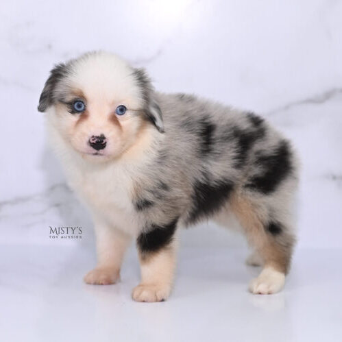 Mini / Toy Australian Shepherd Puppy Casper