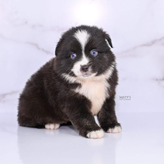 Mini / Toy Australian Shepherd Puppy Lijah