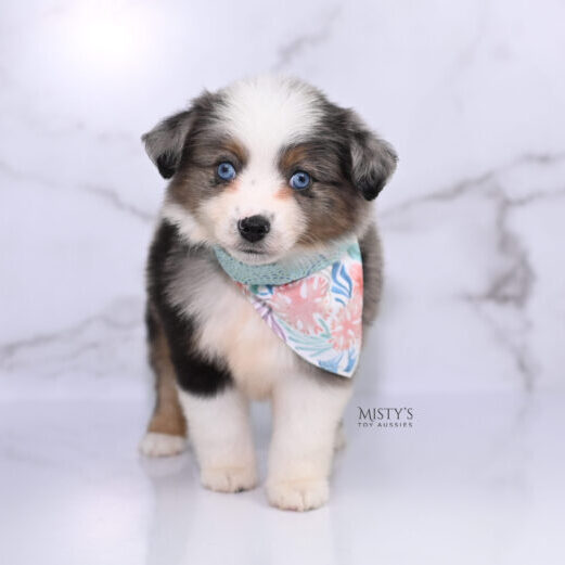 Mini / Toy Australian Shepherd Puppy Stellie