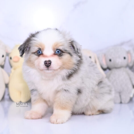 Mini / Toy Australian Shepherd Puppy Tinsley