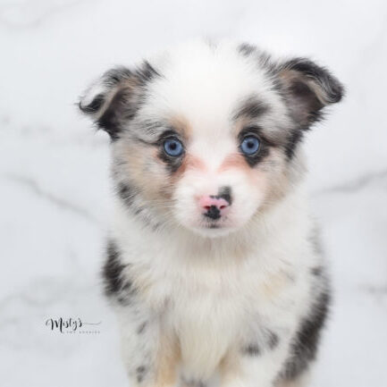 Mini / Toy Australian Shepherd Puppy Artic